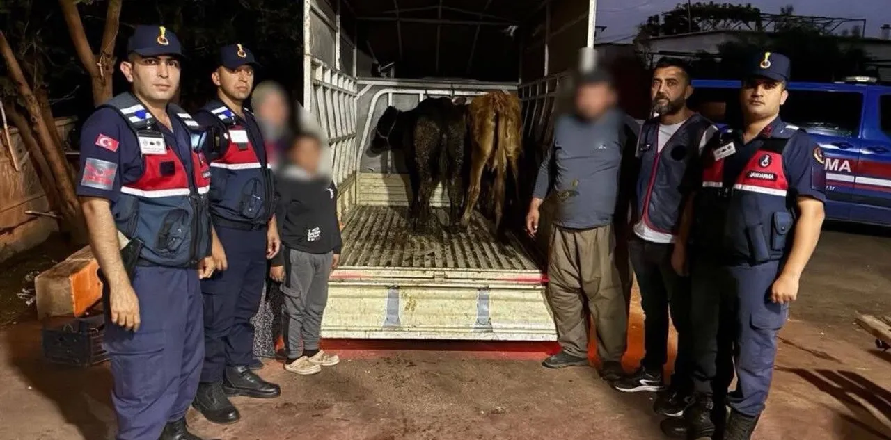 Korkuteli'de Çalınan Hayvanlar Bulundu