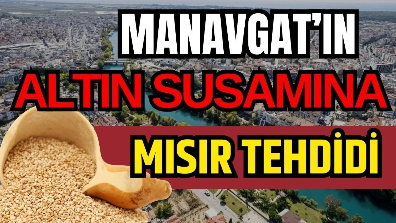 Manavgat'ın Altın Susamına Mısır Tehdidi - Antalya Haber