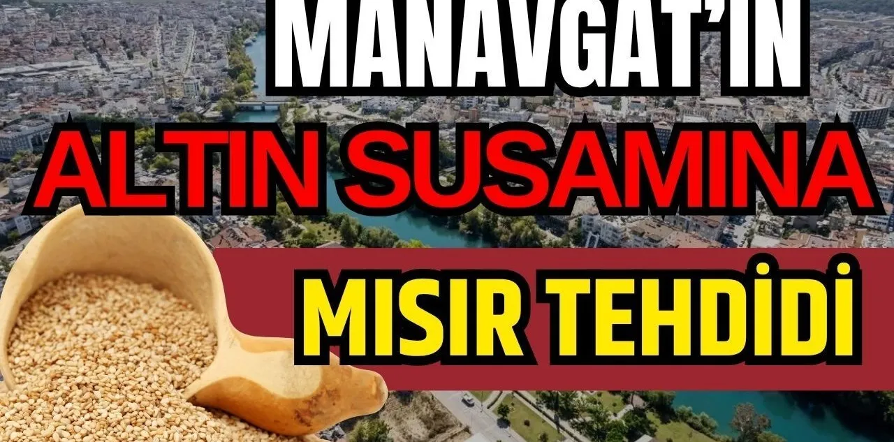 Manavgat'ın Altın Susamına Mısır Tehdidi