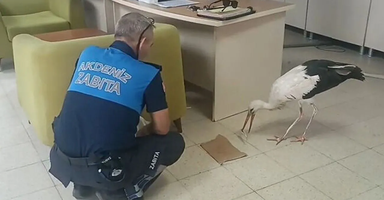 Mersin'de Yaralı Halde Bulunan Leylek Koruma Altına Alındı