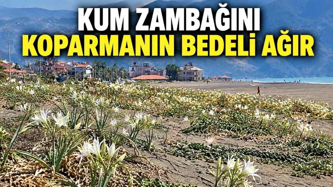 Samandağ Sahili Kum Zambaklarıyla Bezendi: Koparmanın Cezası 699 Bin 245 Tl - Antalya Haber
