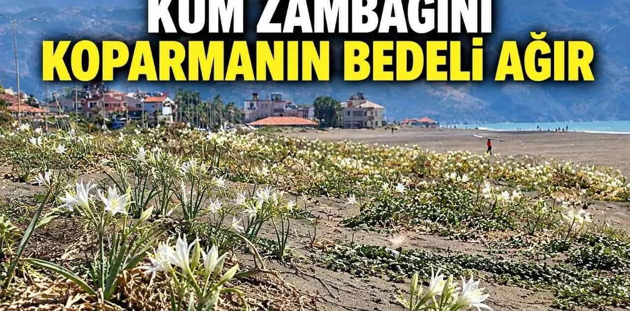 Samandağ Sahili Kum Zambaklarıyla Bezendi: Koparmanın Cezası 699 Bin 245 Tl