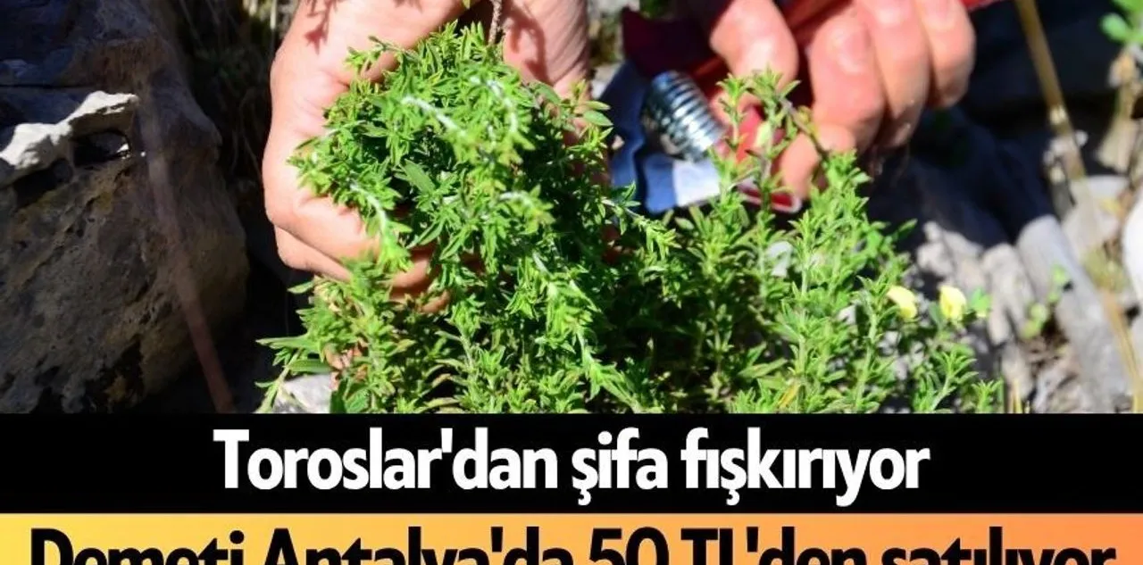 Toroslar'dan Şifa Fışkırıyor: Demeti Antalya'da 50 Tl'den Satılıyor